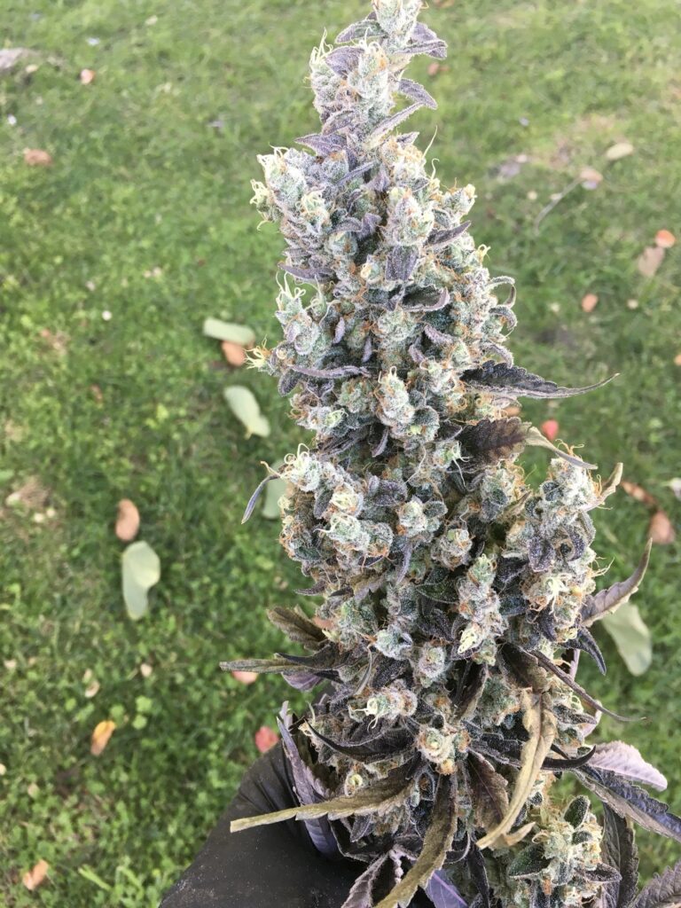 Sapphire-purple Old Yogo cannabis cola (Yogo Sapphire x Chemdog 91 Bx3) standing at harvest