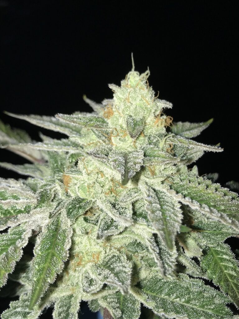 Frosty Road D.O.G. cannabis flower photographed on a black background