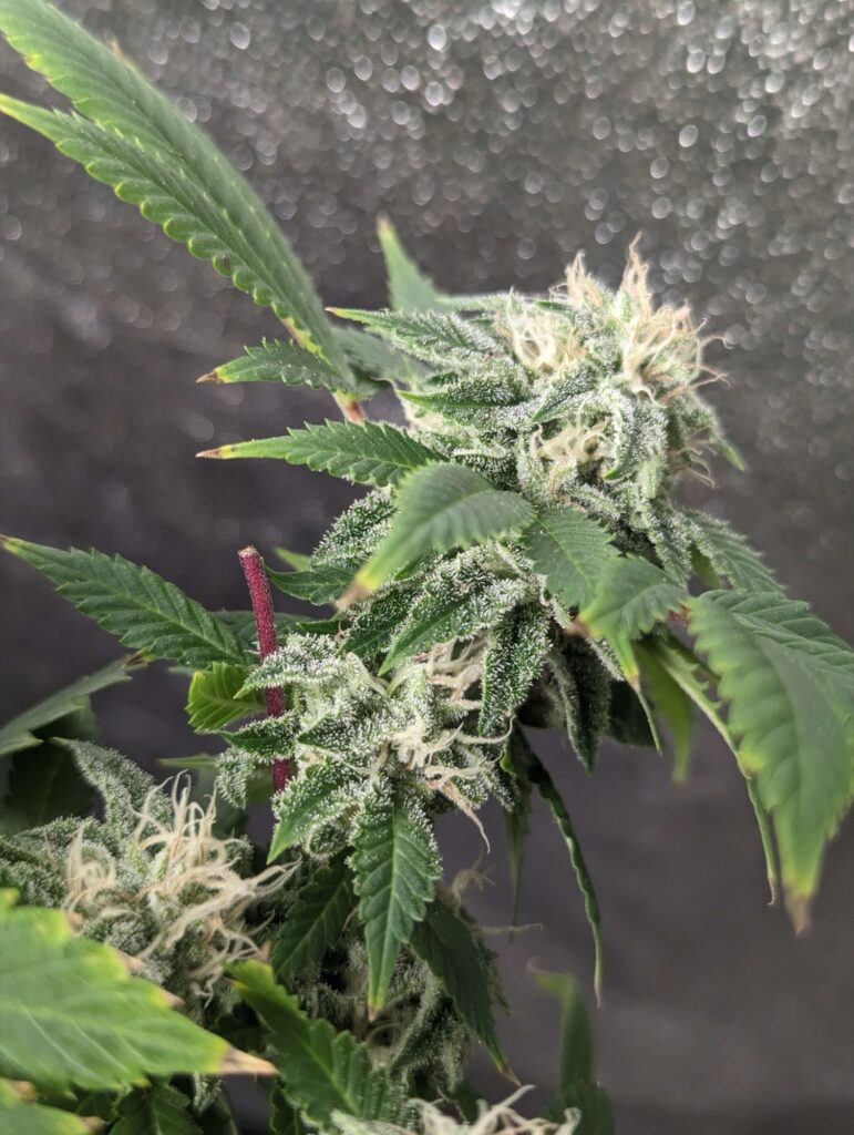 Road D.O.G. cannabis buds frosting up in mid flower in a grow tent