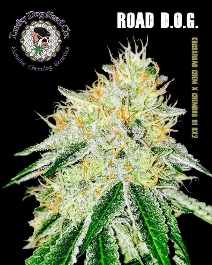 Road D.O.G. strain promo card showing a frosted cola with Crossroad Chem x Chemdog 91 Bx2 lettering and Lucky Dog Seed Co logo