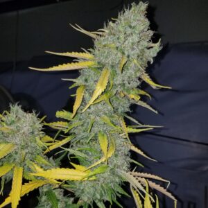 Mature frosted Russell cannabis cola (Jack Herer Bx2 x Chemdog 91 Bx3) in late flower