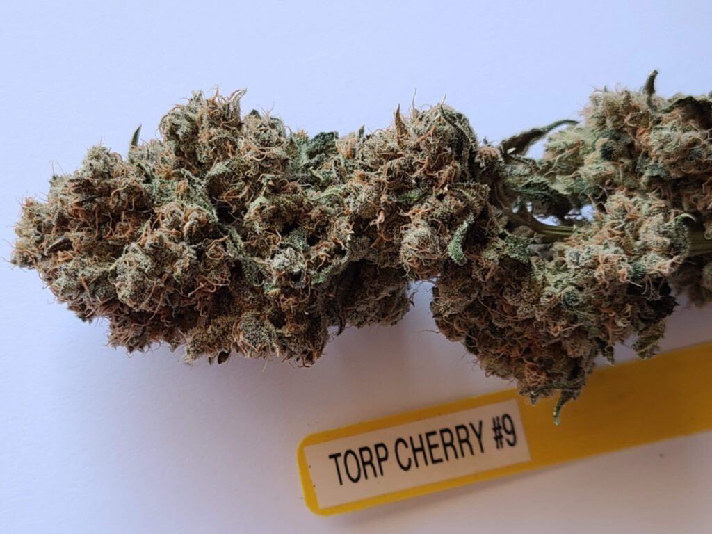 Labeled Trop Cherry number 9 cannabis nugs, the Tropicanna Cherry mother cut of Trop Dog