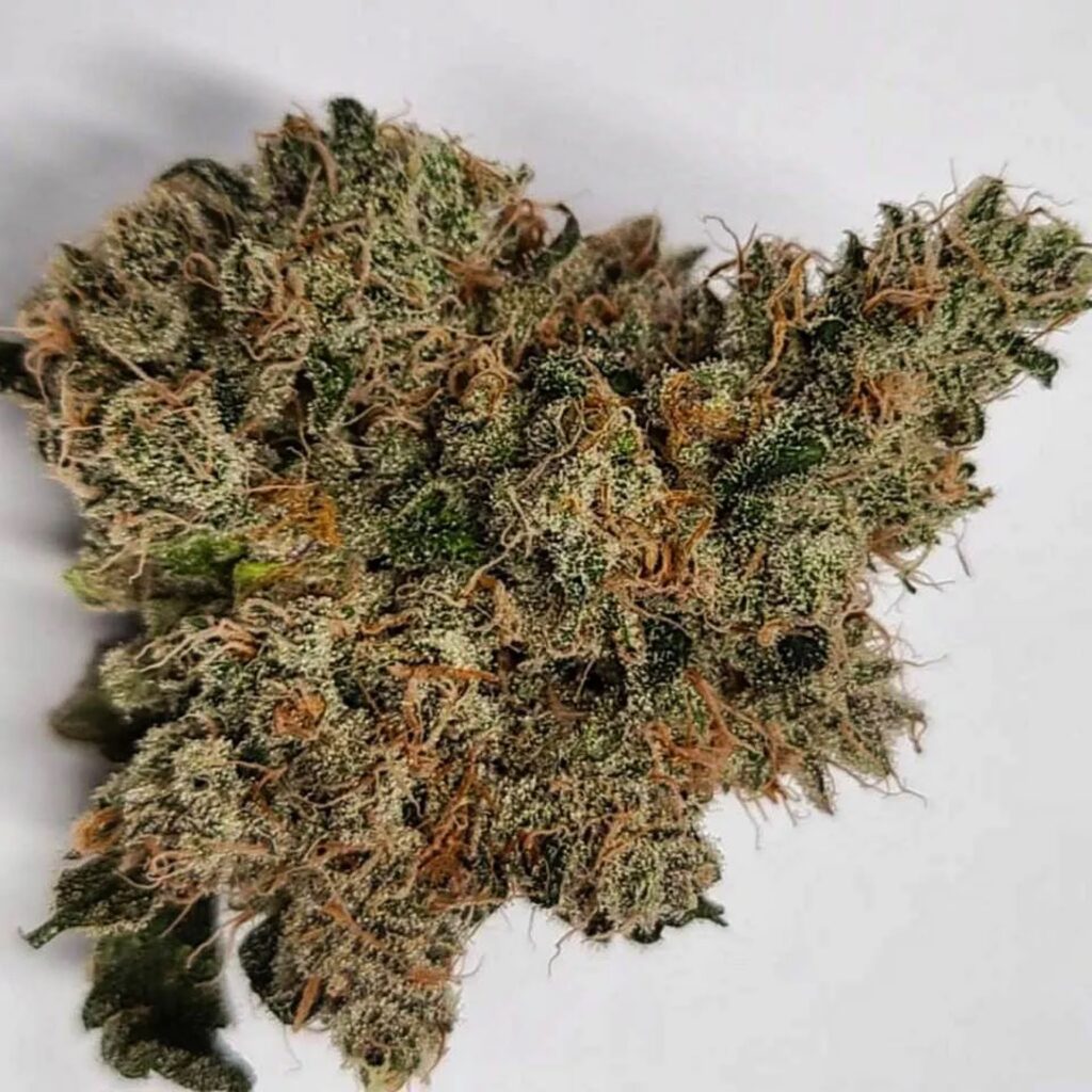 Cured Trop Dog cannabis flower with amber pistils on white background