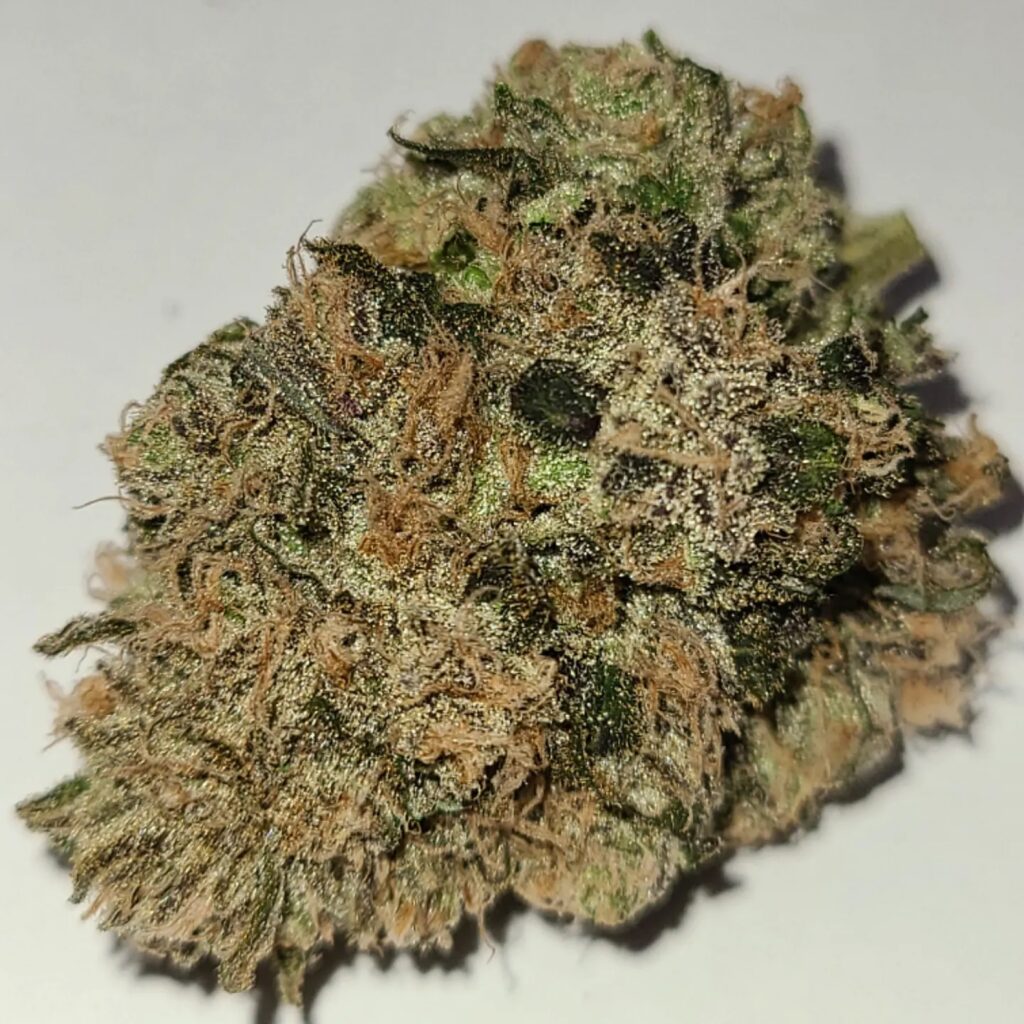 Cured Trop Dog cannabis nug covered in trichomes with amber pistils