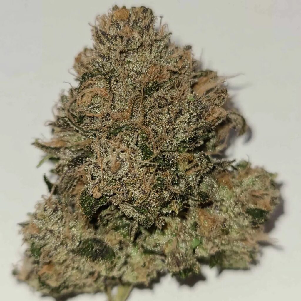 Dense resin-covered Trop Dog cannabis nug close-up