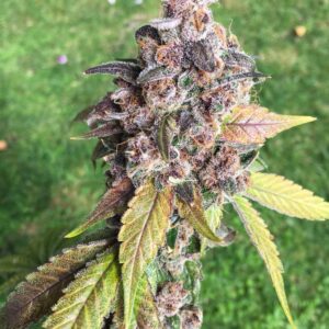 Purple-hued Trop Dog cannabis cola (Tropicanna Cherry x Chemdog 91 Bx3) growing outdoors