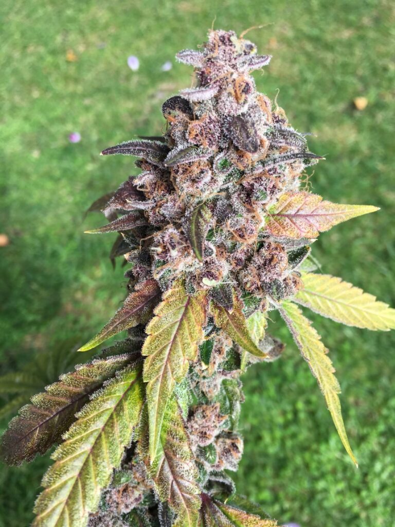 Purple-hued Trop Dog cannabis cola (Tropicanna Cherry x Chemdog 91 Bx3) growing outdoors