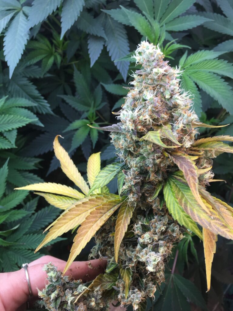 Twin Peaks v2 cannabis cola with autumn-toned leaves in late flower