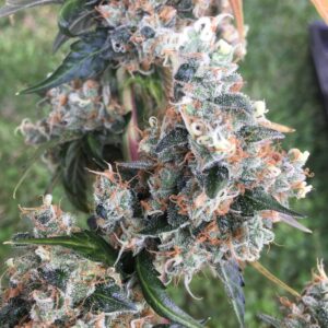 Frosty Twin Peaks v2 cannabis flower macro (Chem Sis x Chemdog 91 Bx3) with orange pistils