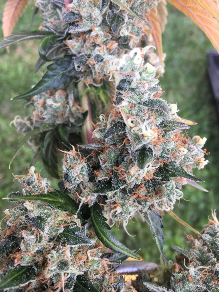 Frosty Twin Peaks v2 cannabis flower macro (Chem Sis x Chemdog 91 Bx3) with orange pistils
