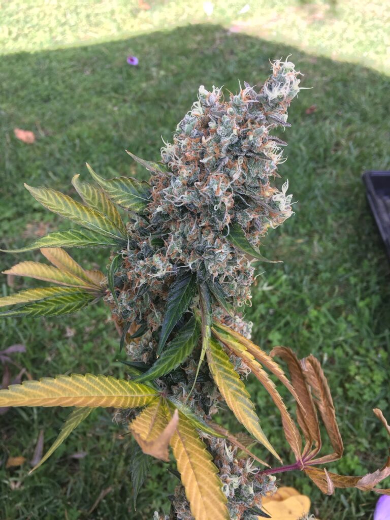 Harvested Twin Peaks v2 cannabis cola held outdoors on the lawn