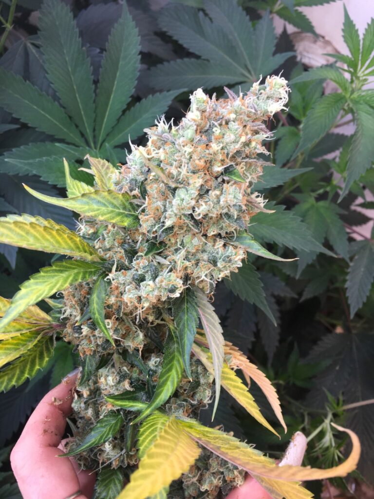 Tall Twin Peaks v2 cannabis cola held against a green canopy
