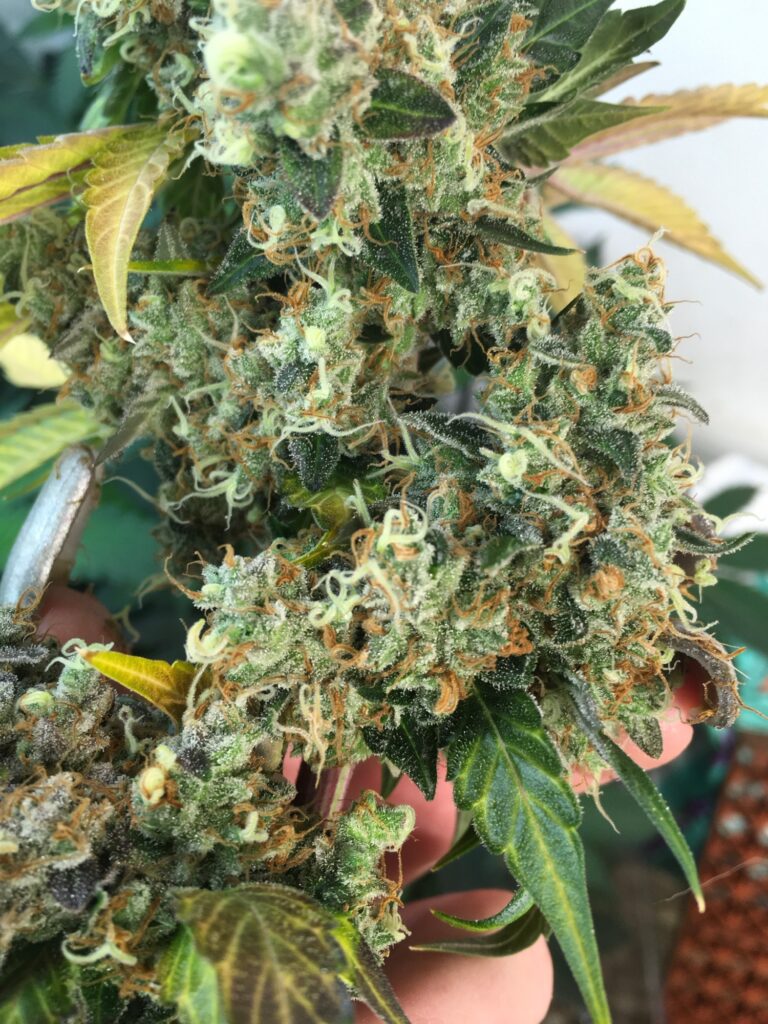 Hand holding chunky twin Twin Peaks v2 cannabis buds close up