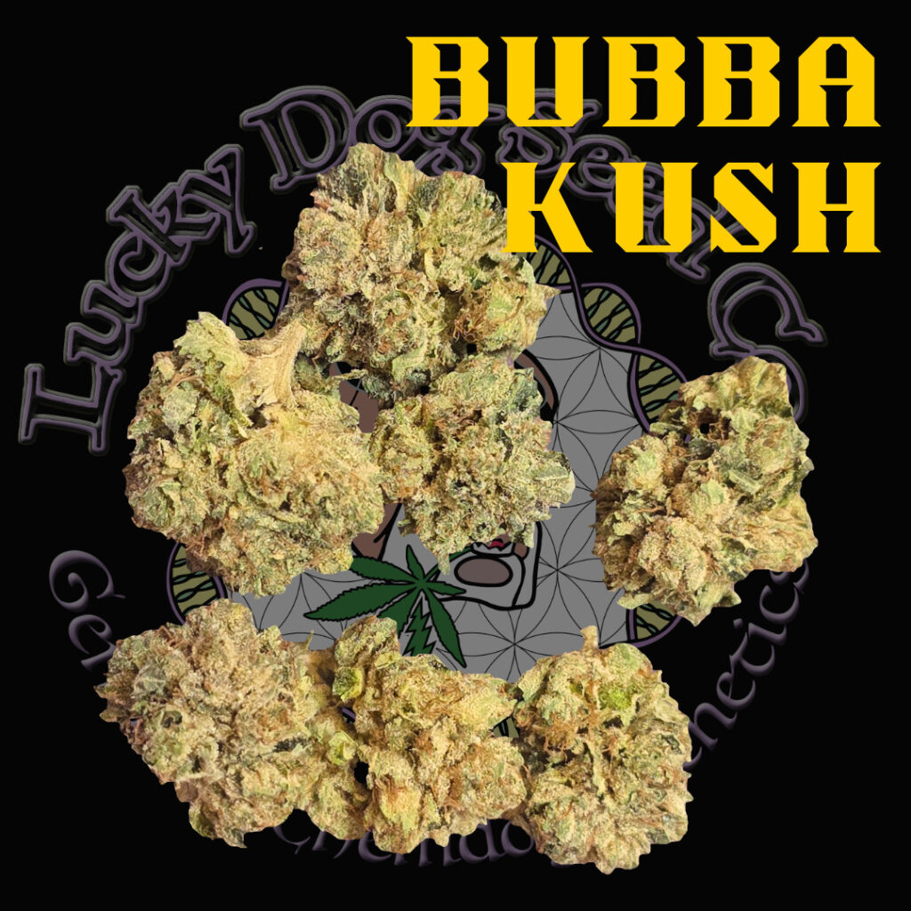 Bubba Kush clone strain card from Lucky Dog Seed Co showing cured Bubba Kush buds