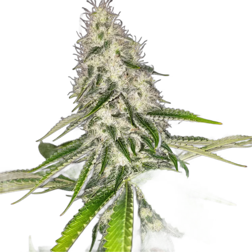 Close-up of Chasca cannabis flower with visible trichomes and sugar leaves