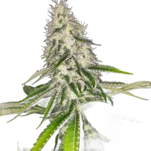 Close-up of Chasca cannabis flower with visible trichomes and sugar leaves