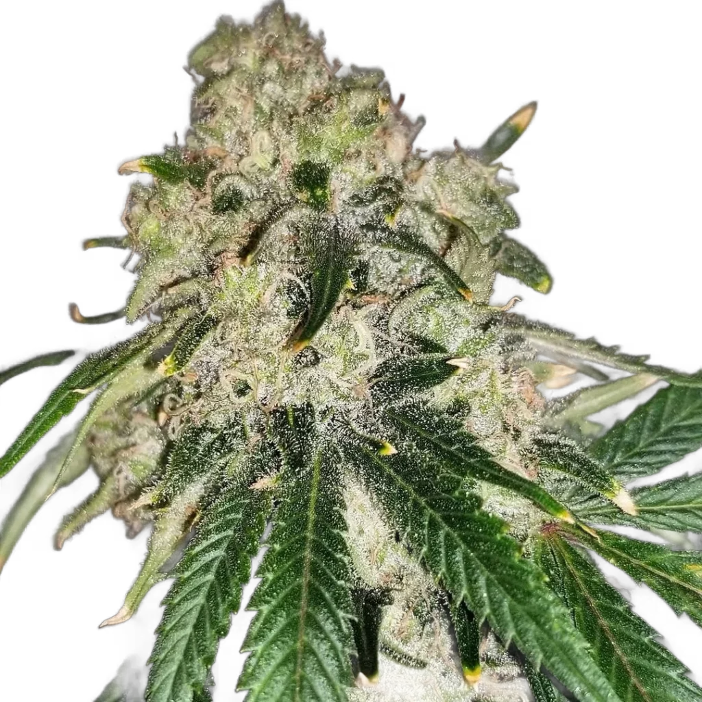 Close-up of Chasca cannabis flower (Super Silver Haze bx2 × Chemdog Bx3), covered in trichomes with cropped transparent background.