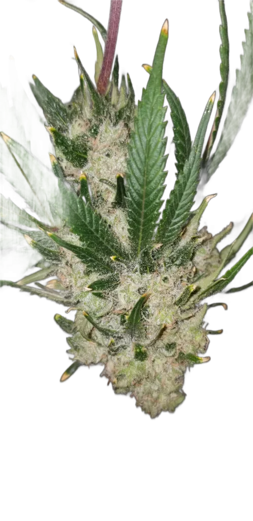 Dense trichome-rich cola from the Chasca clone with sugar leaves and vivid resin glands