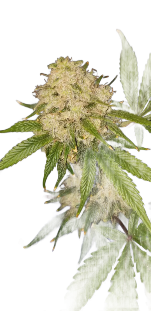Clean PNG of frosty Chasca cannabis flower with vibrant green leaves