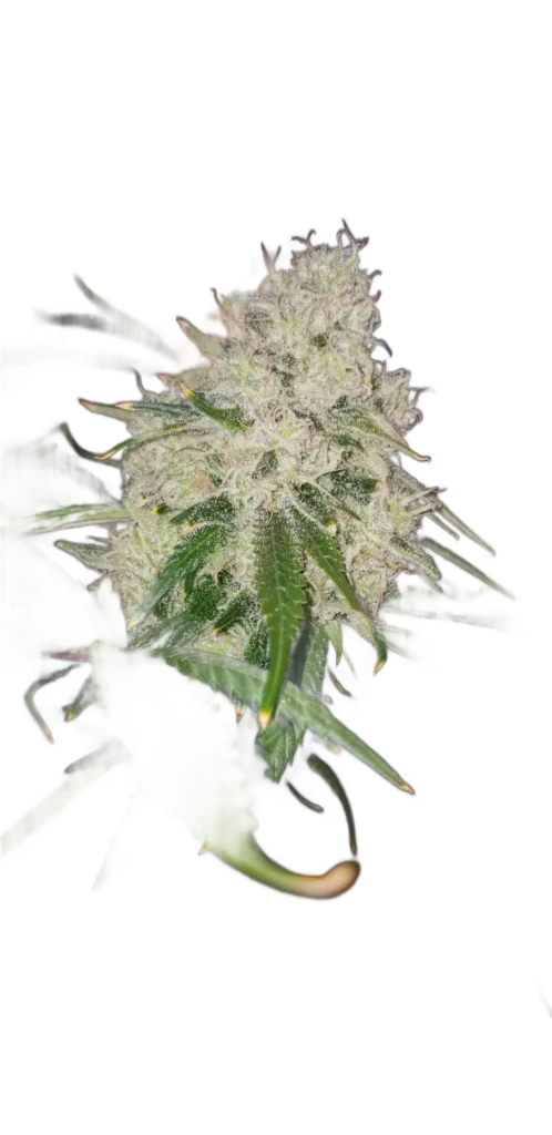 Chasca cannabis flower isolated on transparent background