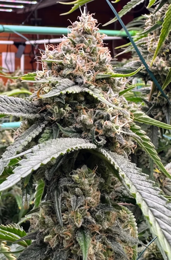 A massive, resin-coated Chem Flyer cannabis cola in late flowering stage, showcasing dense trichome coverage and heavy bud structure by Lucky Dog Seed Co.