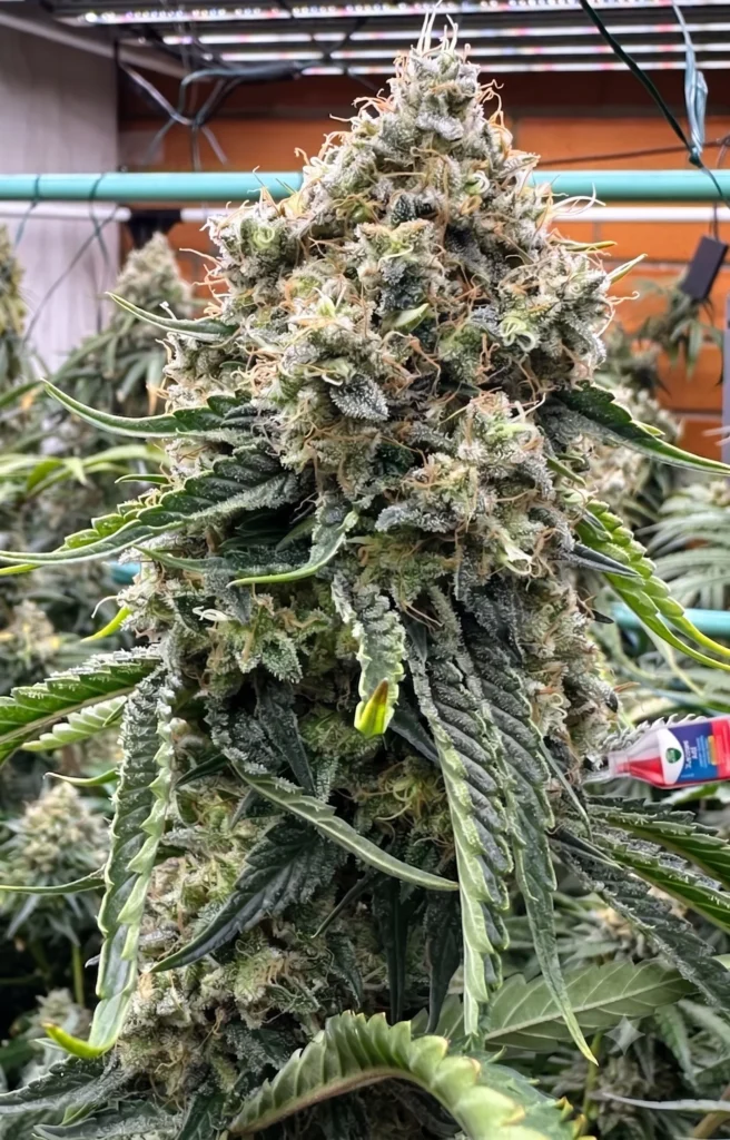 A close-up view of a large, mature Chem Flyer cannabis bud heavily coated in white resin glands and crystalline trichomes.
