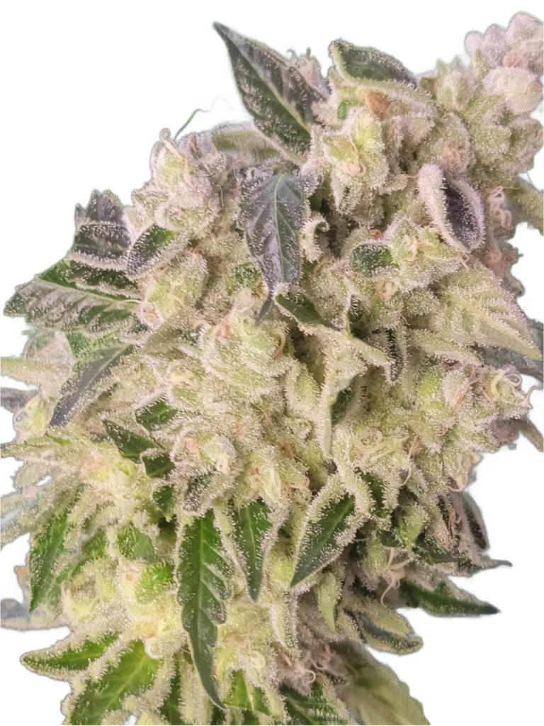 Frosted Dog Roller cannabis flower with purple accents on white background