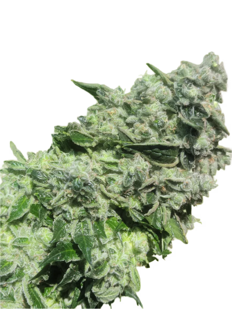 Resin-covered Dog Roller cannabis cola cutout showing compact bud structure
