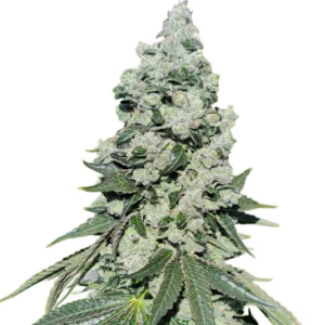 Dog Roller cannabis spear cola cutout (Animal Tsunami x Chemdog 91 Bx3) on white background