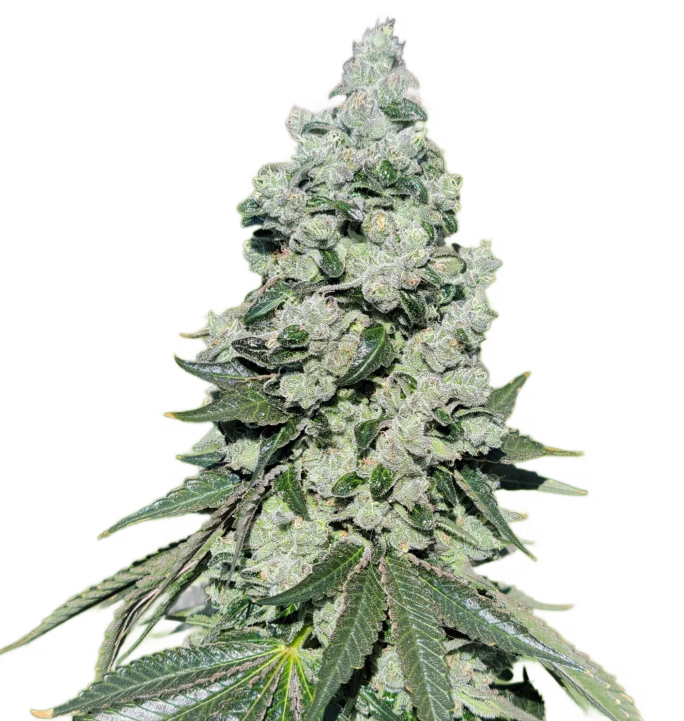 Dog Roller cannabis spear cola cutout (Animal Tsunami x Chemdog 91 Bx3) on white background