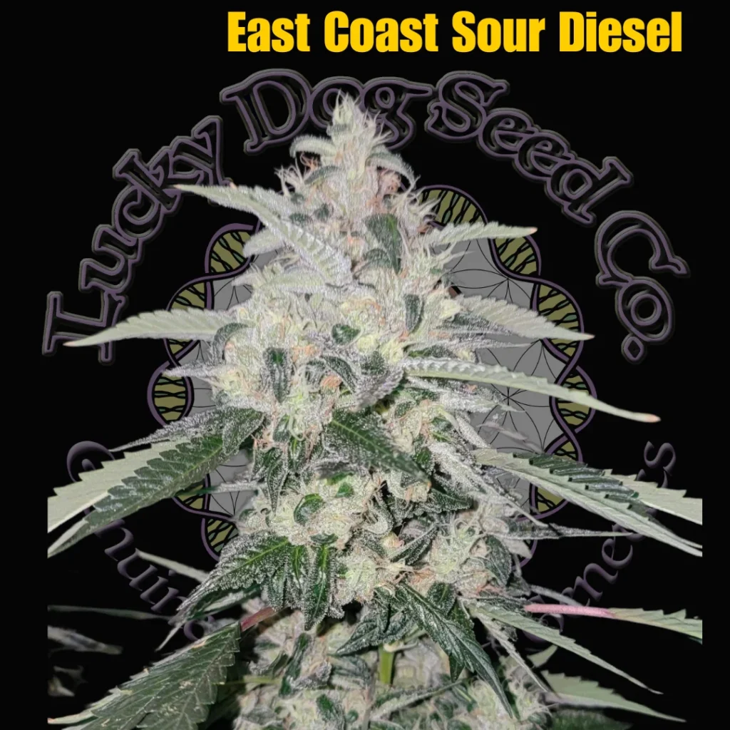 East Coast Sour Diesel clone only from Lucky Dog Seed Co - branded strain card showing an ECSD spear cola in flower