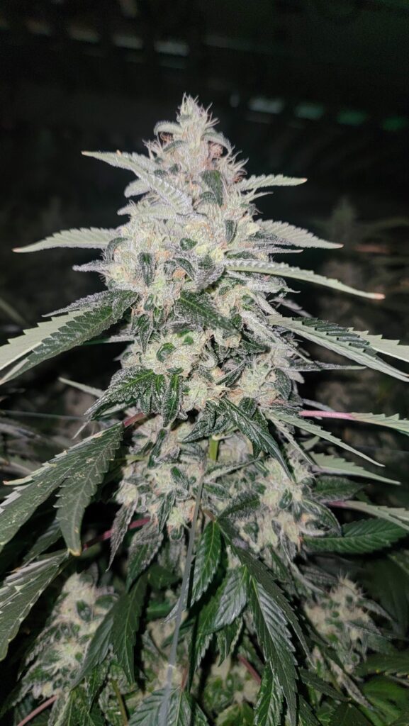 East Coast Sour Diesel clone in flower, tall spear-shaped cola with wide internodal spacing in the grow room