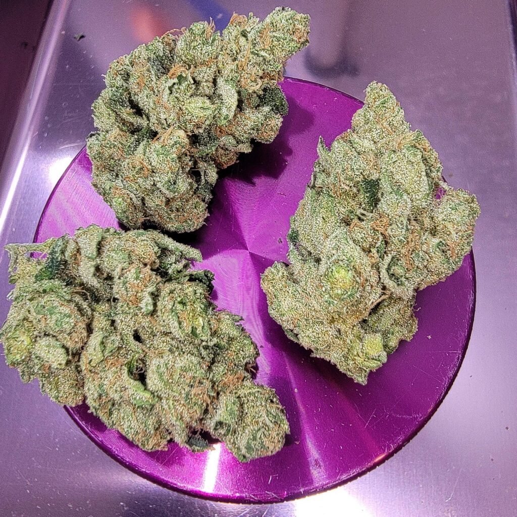 Three cured East Coast Sour Diesel buds showing greasy resin coverage and lime-green calyxes