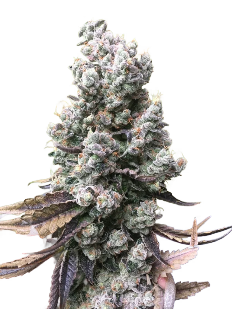 Isolated Frictrix strain cannabis cola cutout showcasing sword-like structures and purple accents.