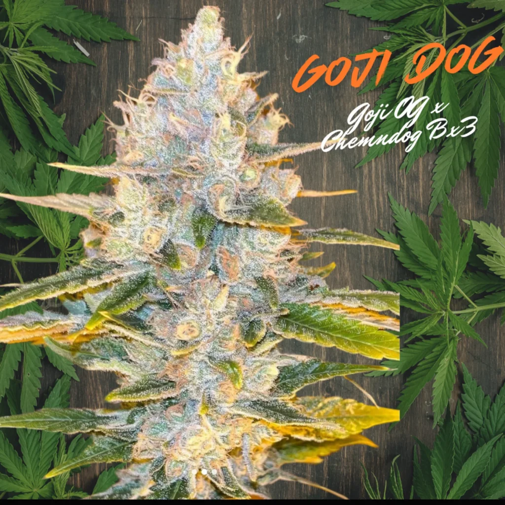 Goji Dog strain promo graphic showing a frosty purple cola with Goji OG x Chemdog Bx3 lettering