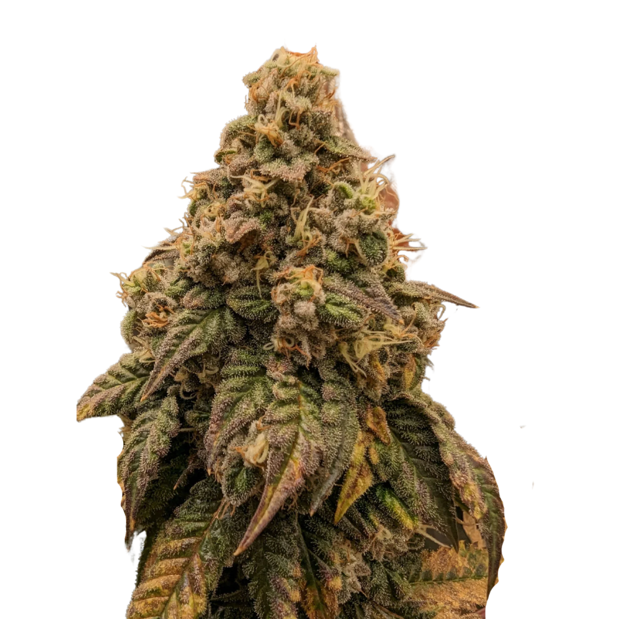 Mature bronze-purple Guerilla Fume cannabis cola cutout at full ripeness