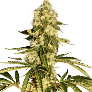 Guerilla Fume cannabis plant top cutout (SilverChem x Chemdog 91 Bx3) on white background