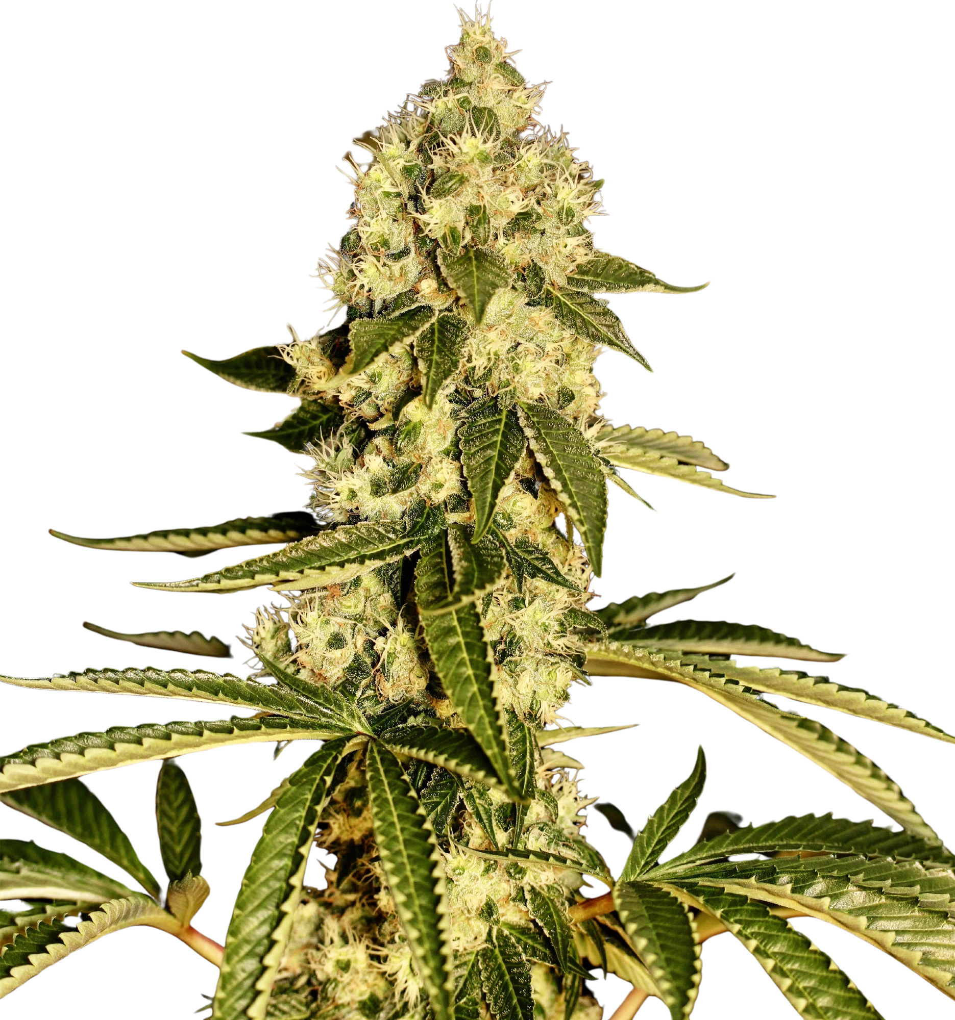 Guerilla Fume cannabis plant top cutout (SilverChem x Chemdog 91 Bx3) on white background