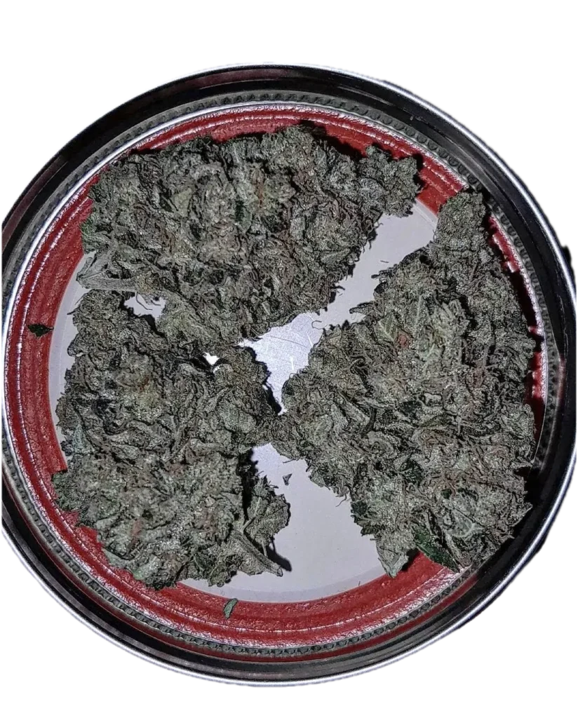 Cured buds of Diesel Therapy cannabis strain in a container, showcasing the dense structure and frosted trichome profile of this East Coast Sour Diesel x Chemdog 91 Bx3 cross by Lucky Dog Seed Co.