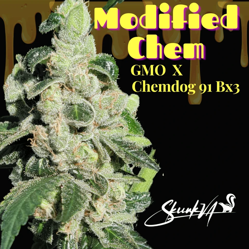 Modified Chem cannabis strain by Lucky Dog Seed Co, a GMO x Chemdog 91 Bx3 cross showing dense frosty trichomes and skunk lineage.