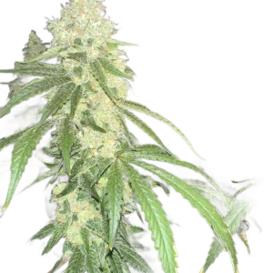 Red Dog cannabis flower cutout (Lebanese Skunk x Chemdog 91 Bx3) on transparent background
