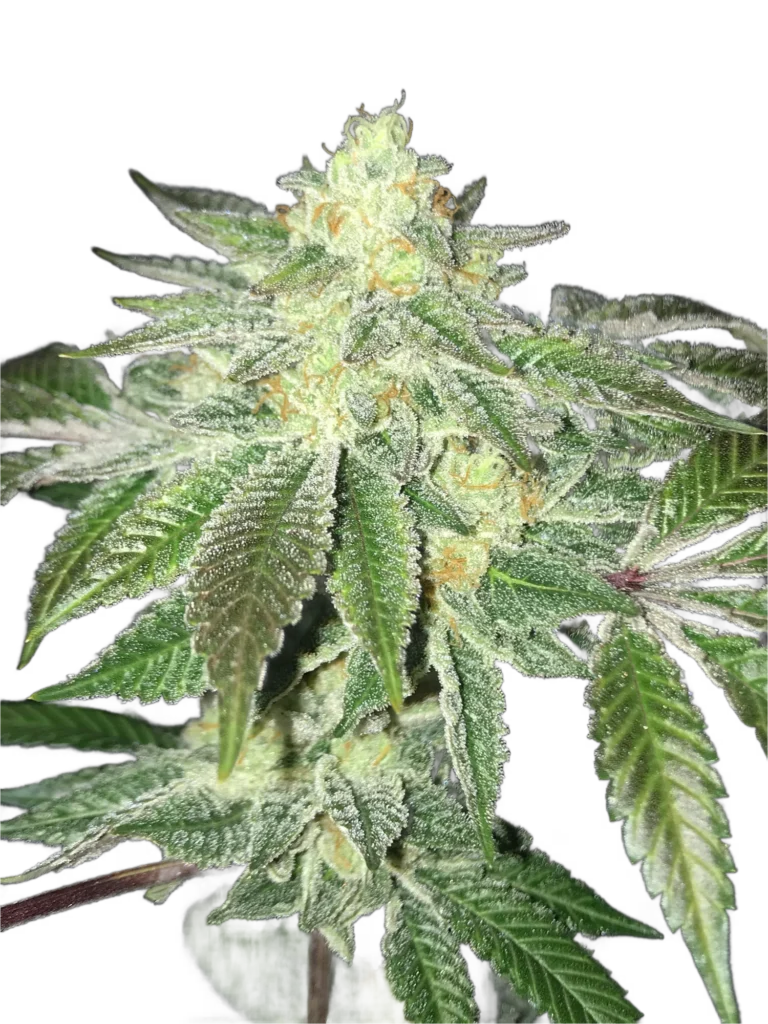 Road D.O.G. cannabis flower top cutout showing kush structure on white background
