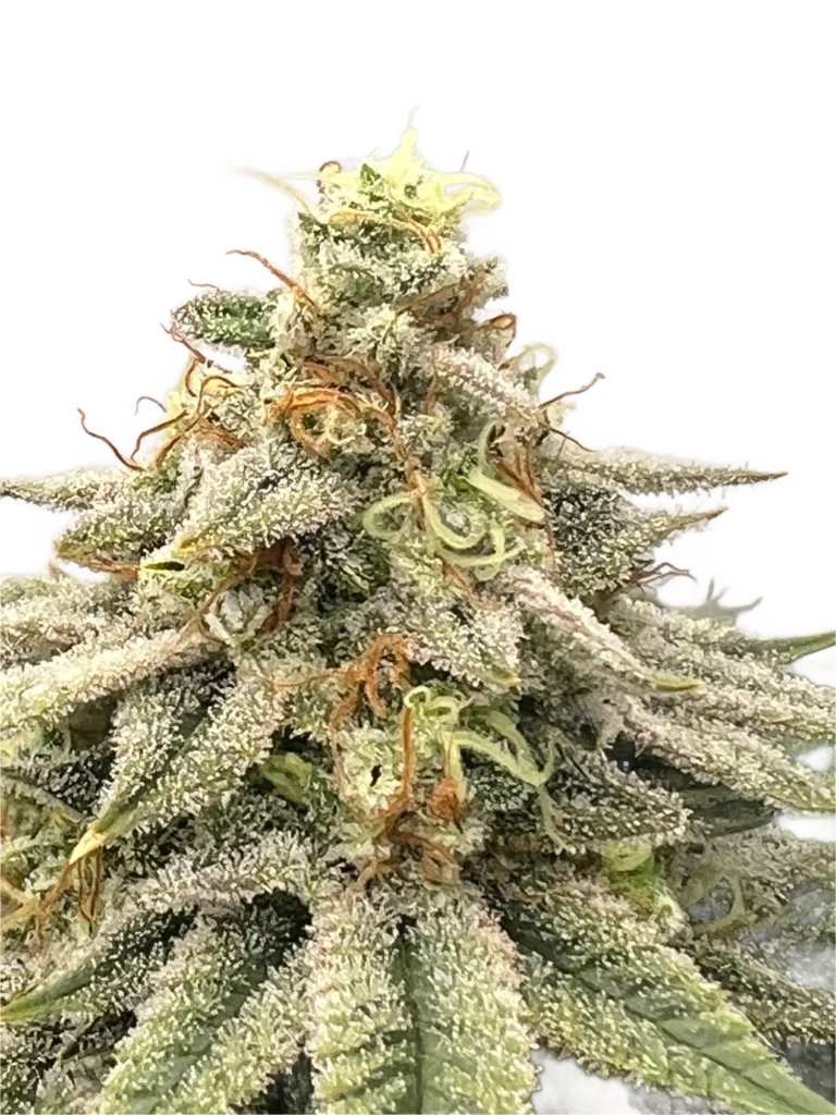 Frosted Road D.O.G. cannabis cola cutout with curly orange pistils on white background