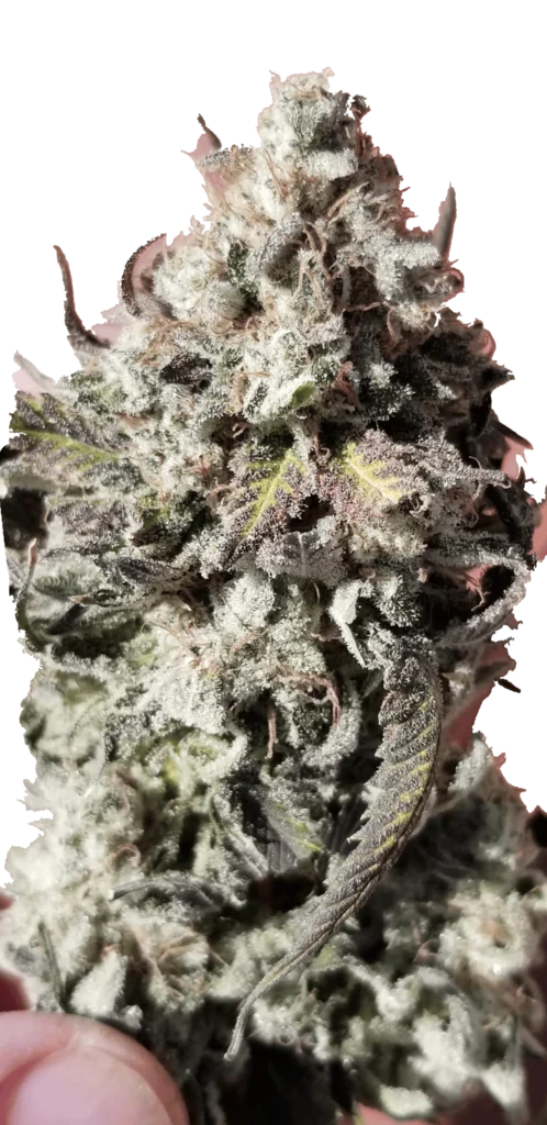 Highly compacted, resin-encrusted Sunshine Biscuits flower cluster showing tight calyx stacking and frosted leaf trim.