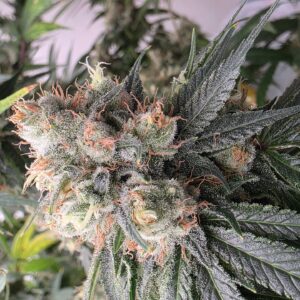 Chem D cannabis cola in late flower, thick with resin and orange hairs, grown by Skunk VA at Lucky Dog Seed Co from the cut he has kept since 2006.