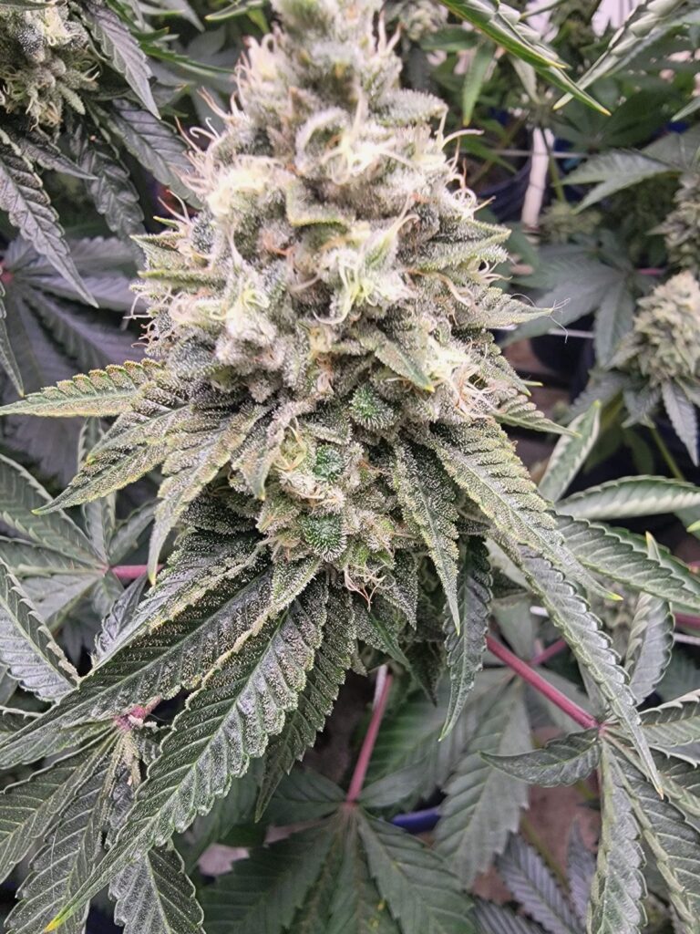 Chem Fuego cola in late flower indoors, heavy with resin.