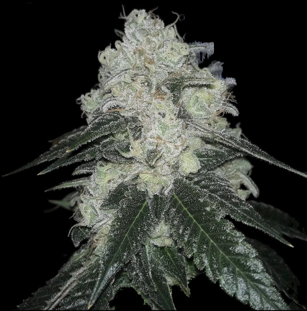 Chem Fuego cannabis top in flower against a black background, Sour-Band x Chemdog 91 Bx3 bred by Skunk VA at Lucky Dog Seed Co.