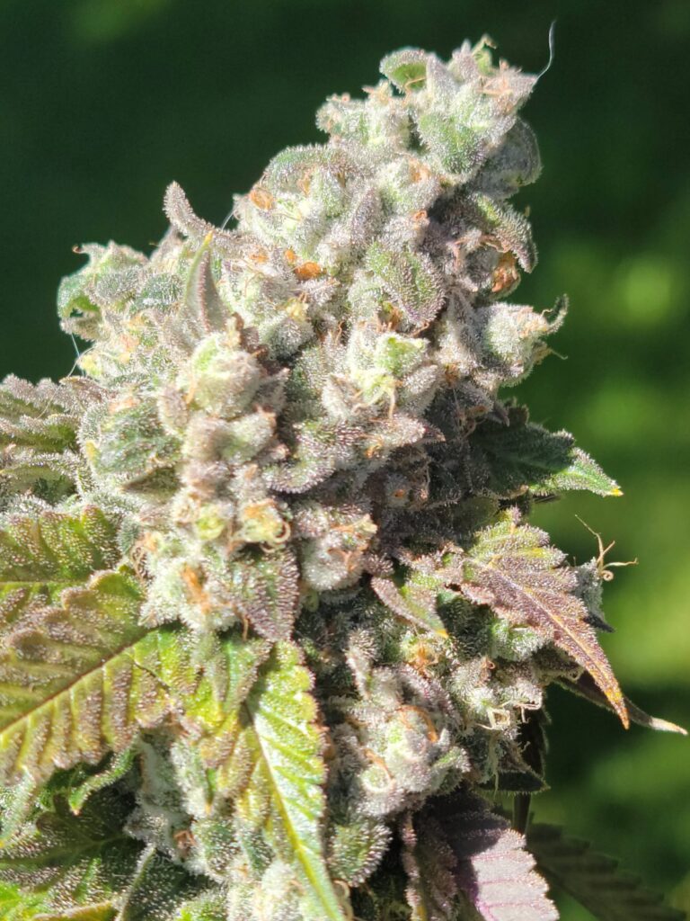 Chem Fuego top in flower outdoors in sunlight.