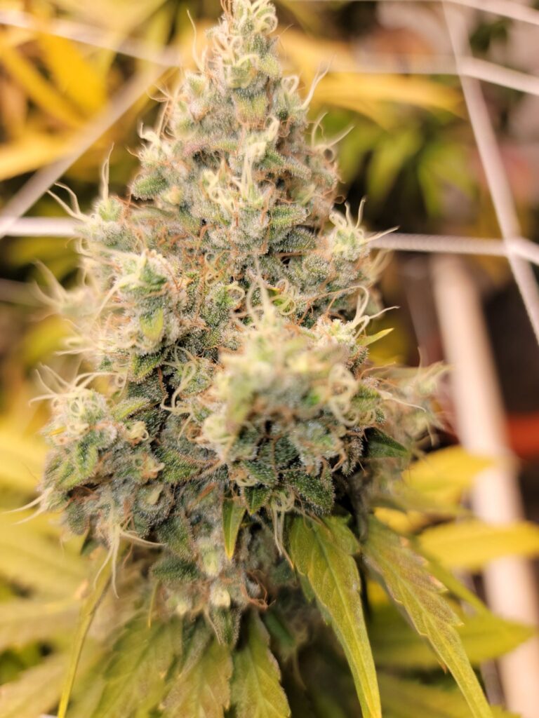 Diesel Poison cola in flower indoors, heavy with resin.