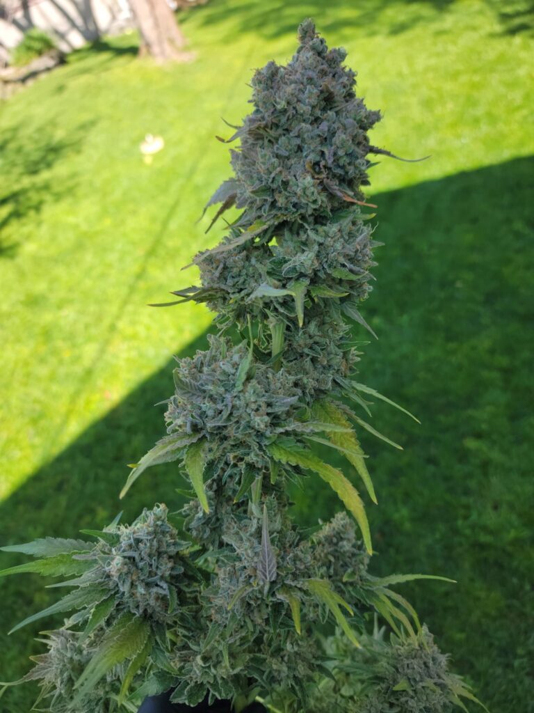 Diesel Poison plant in flower outdoors on a lawn, showing its long cola.